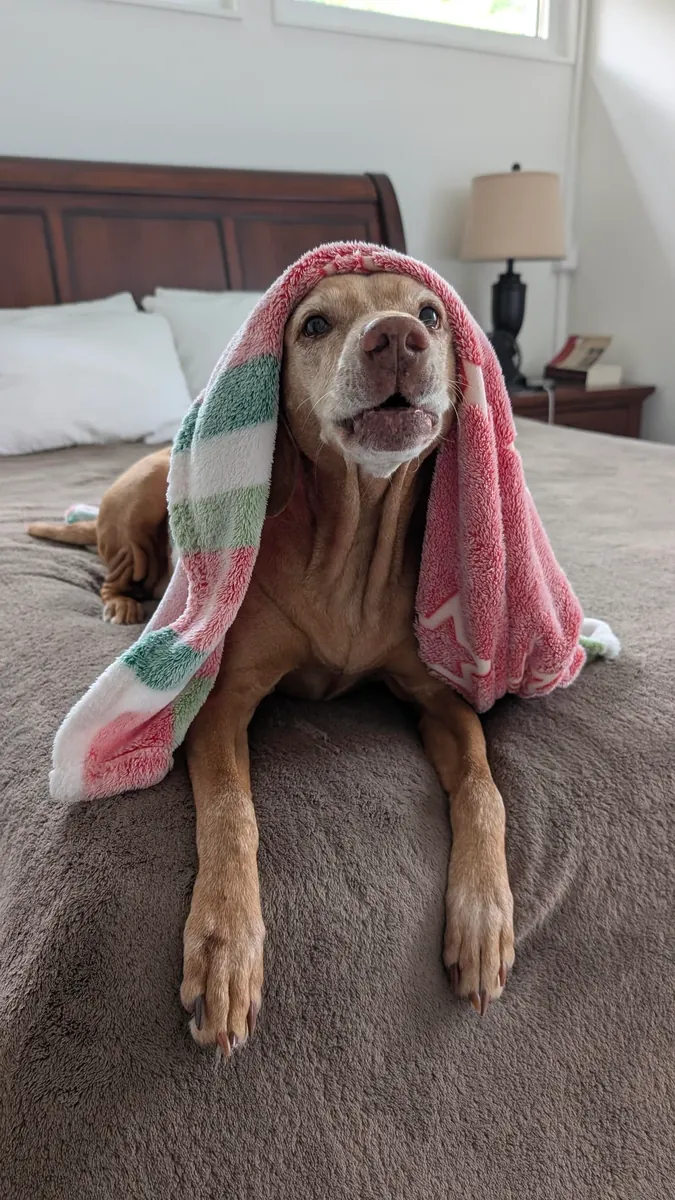 Активная собака, нуждается в большем количестве физических упражнений.