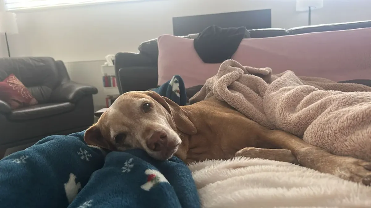 Активная собака, нуждается в большем количестве физических упражнений.