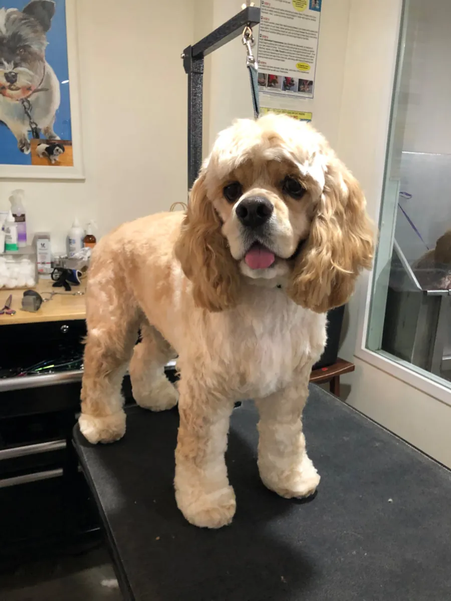 Кокер-спаниель, хороший темперамент