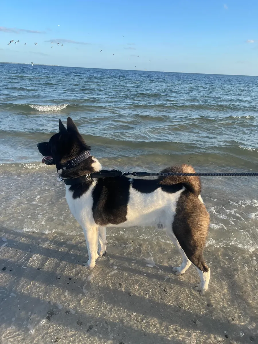 no es para principiantes