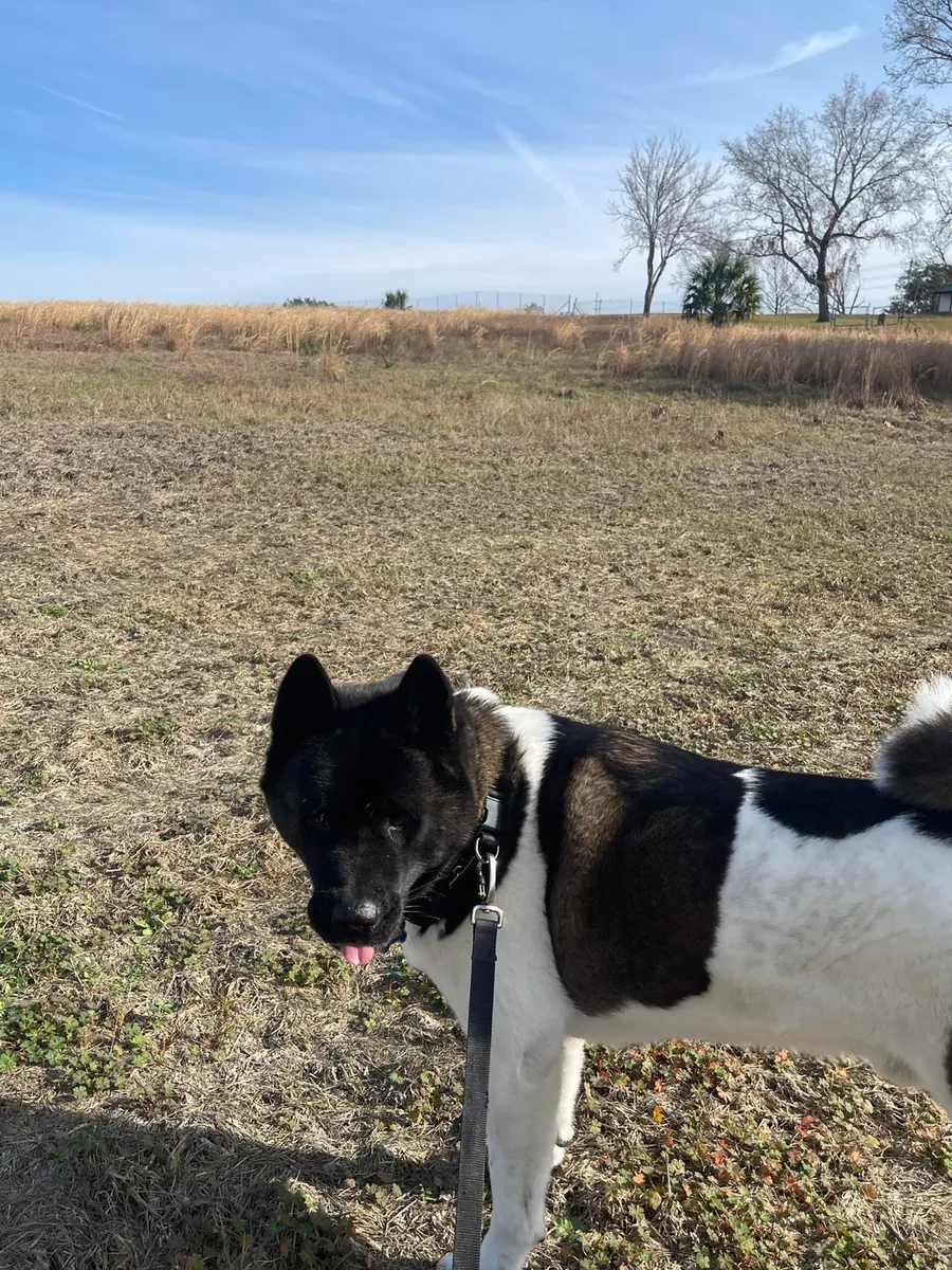 no es para principiantes