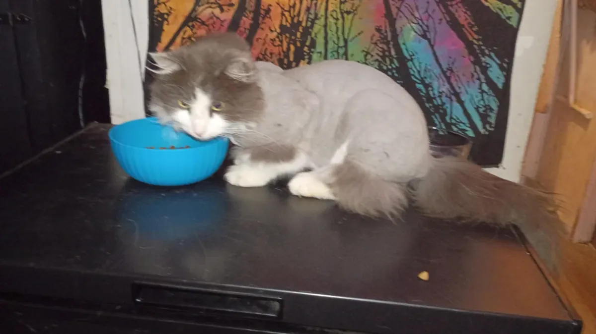 Крупная кошка, нуждается в пространстве.