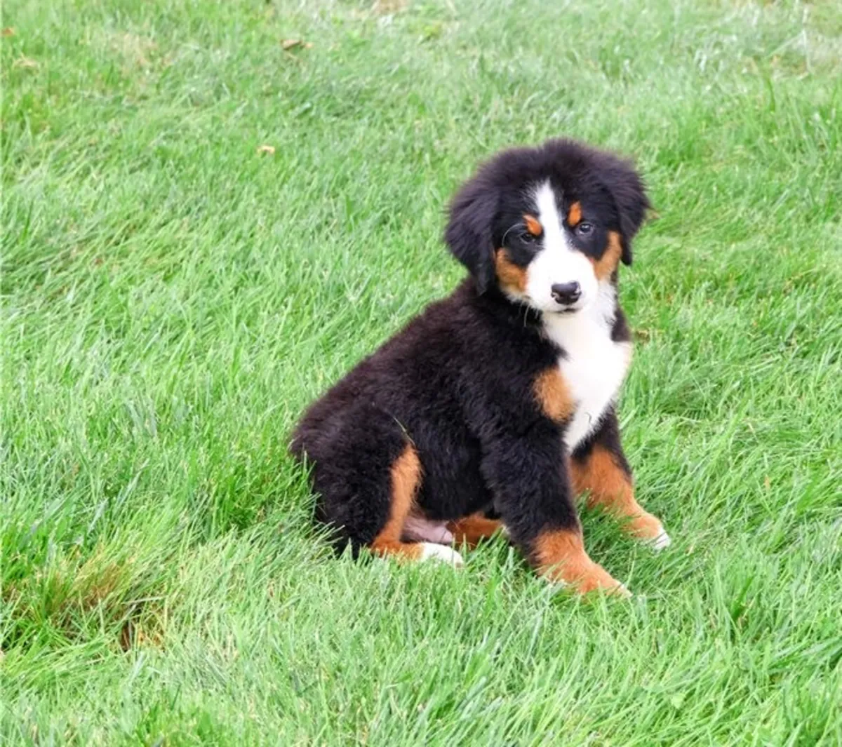 Adorables chiots Bouvier Bernois mâles et femelles à vendre.