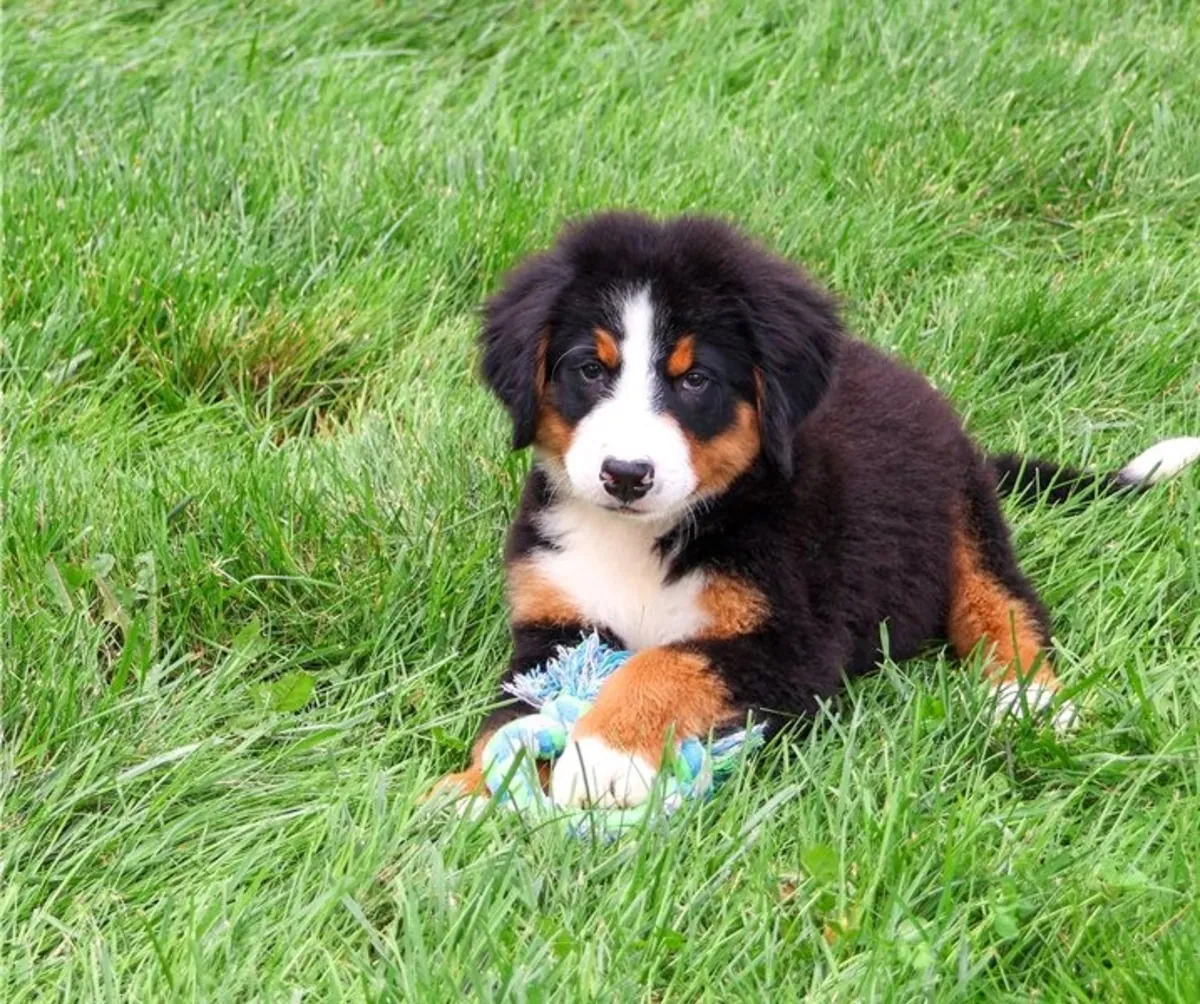 Bouvier Bernois - Chiots issus d'un Interchampion