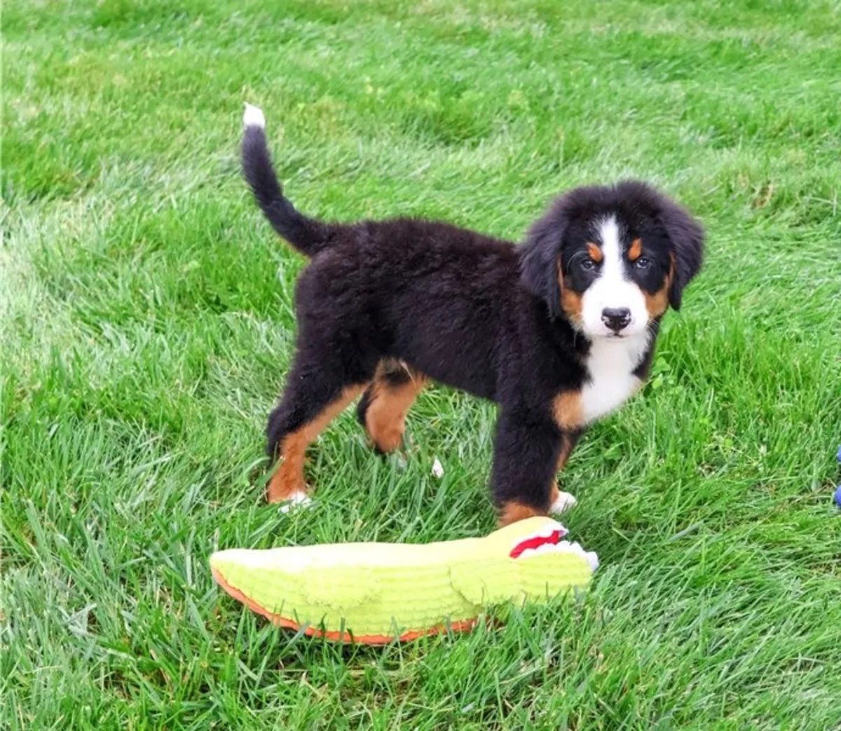 Bernese Mountain Dog Puppies