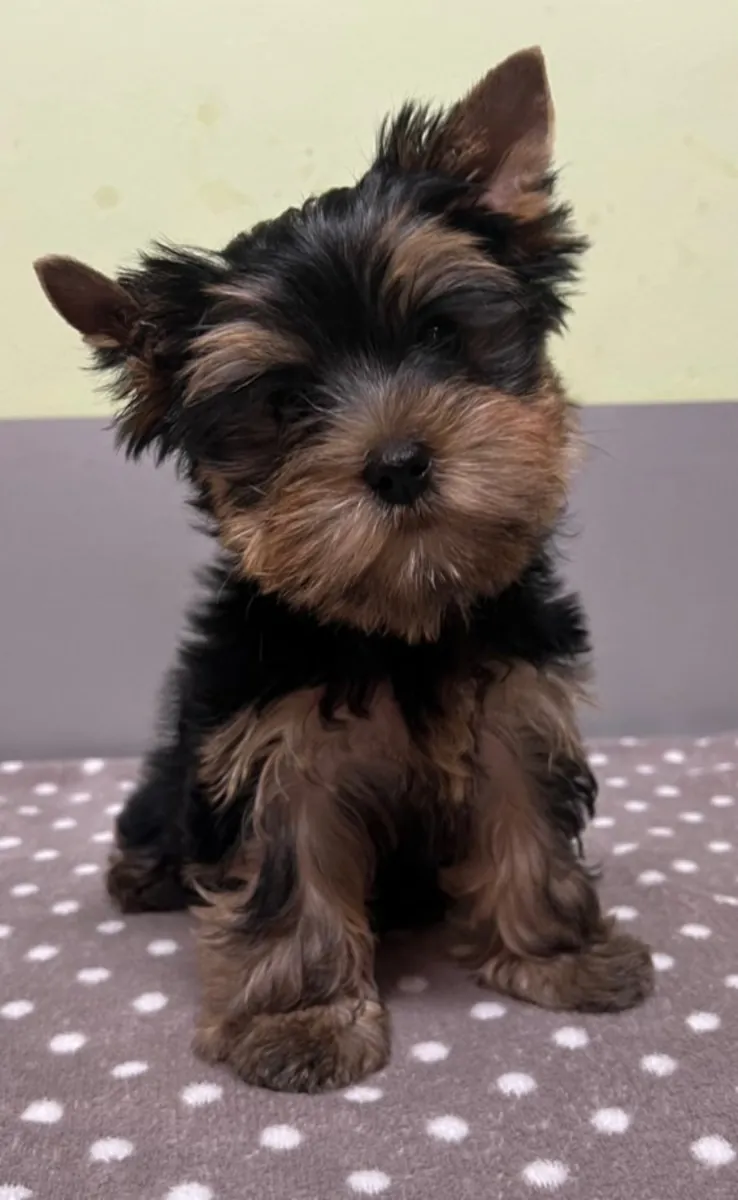 Yorkshire Terrier Puppies