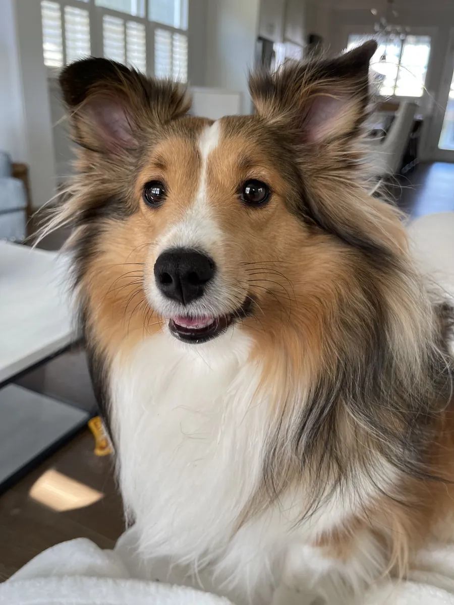 Adopción de Shetland Sheepdog – Inteligente y Familiar