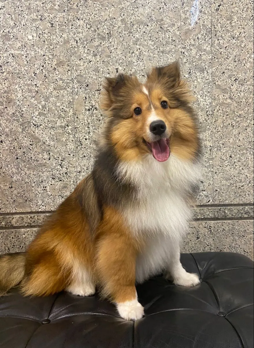 Adopción de Shetland Sheepdog – Inteligente y Familiar