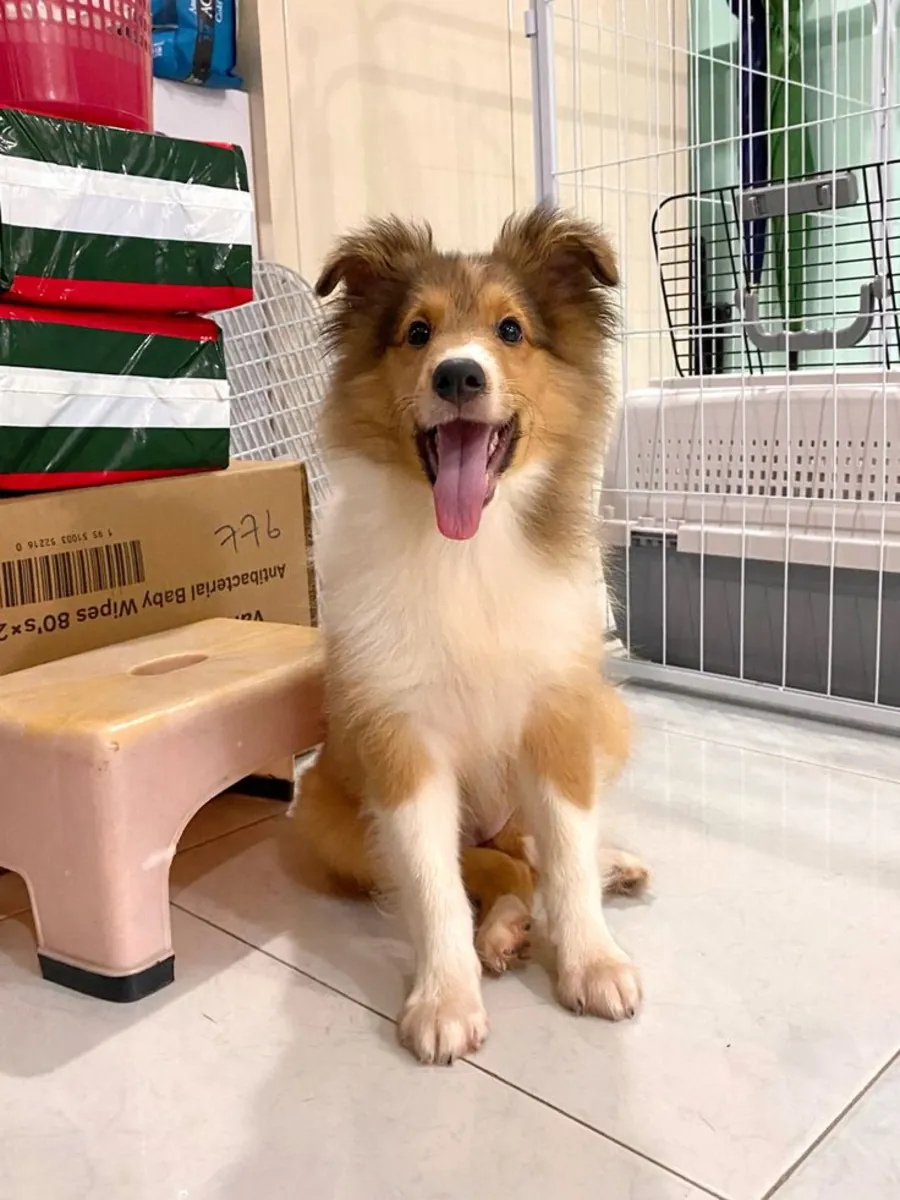 Adopción de Shetland Sheepdog – Inteligente y Familiar