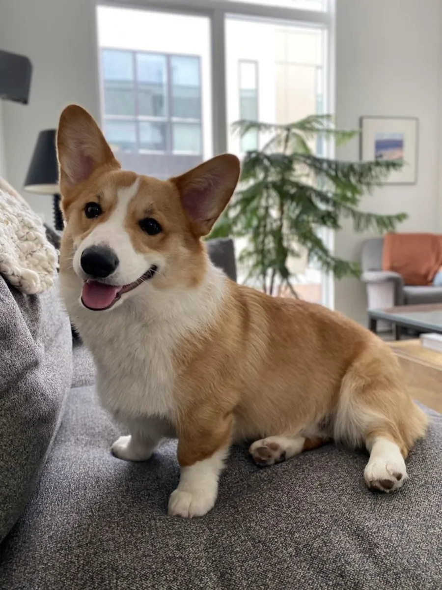 Welsh Corgi en Venta – Alegre y Cariñoso