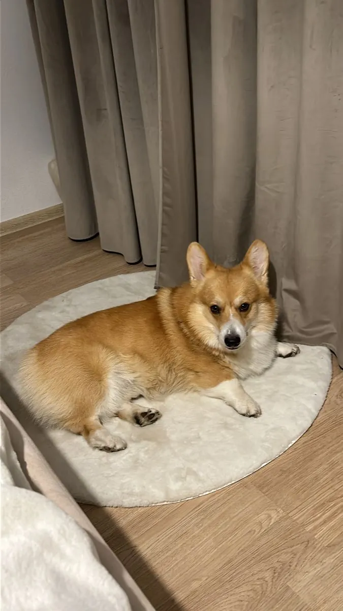 Welsh Corgi en Venta – Alegre y Cariñoso