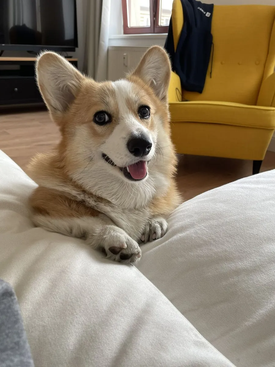 Welsh Corgi en Venta – Alegre y Cariñoso