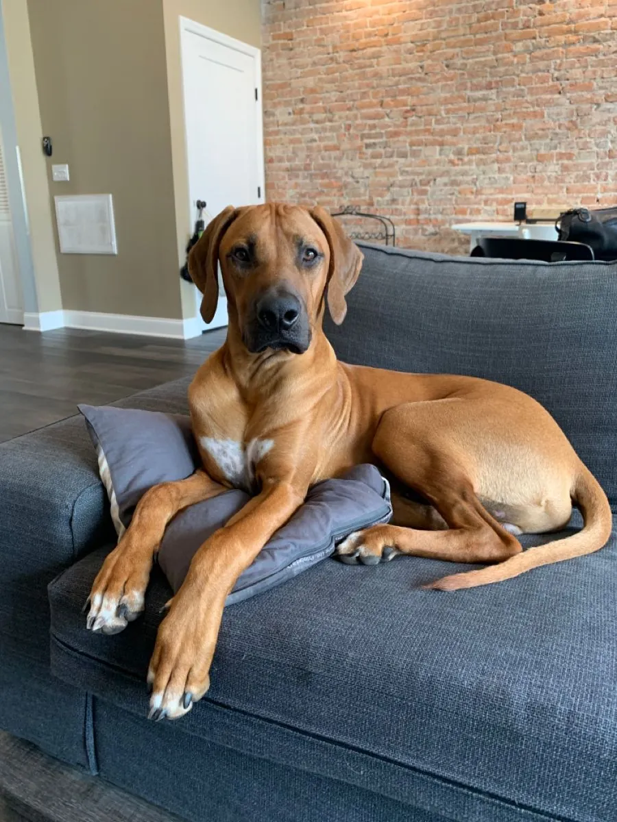 罗德西亚脊背犬出售——强壮忠诚