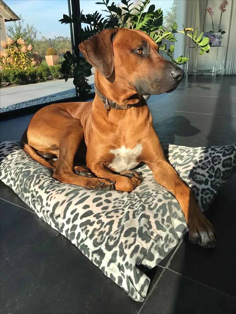 罗德西亚脊背犬出售——强壮忠诚