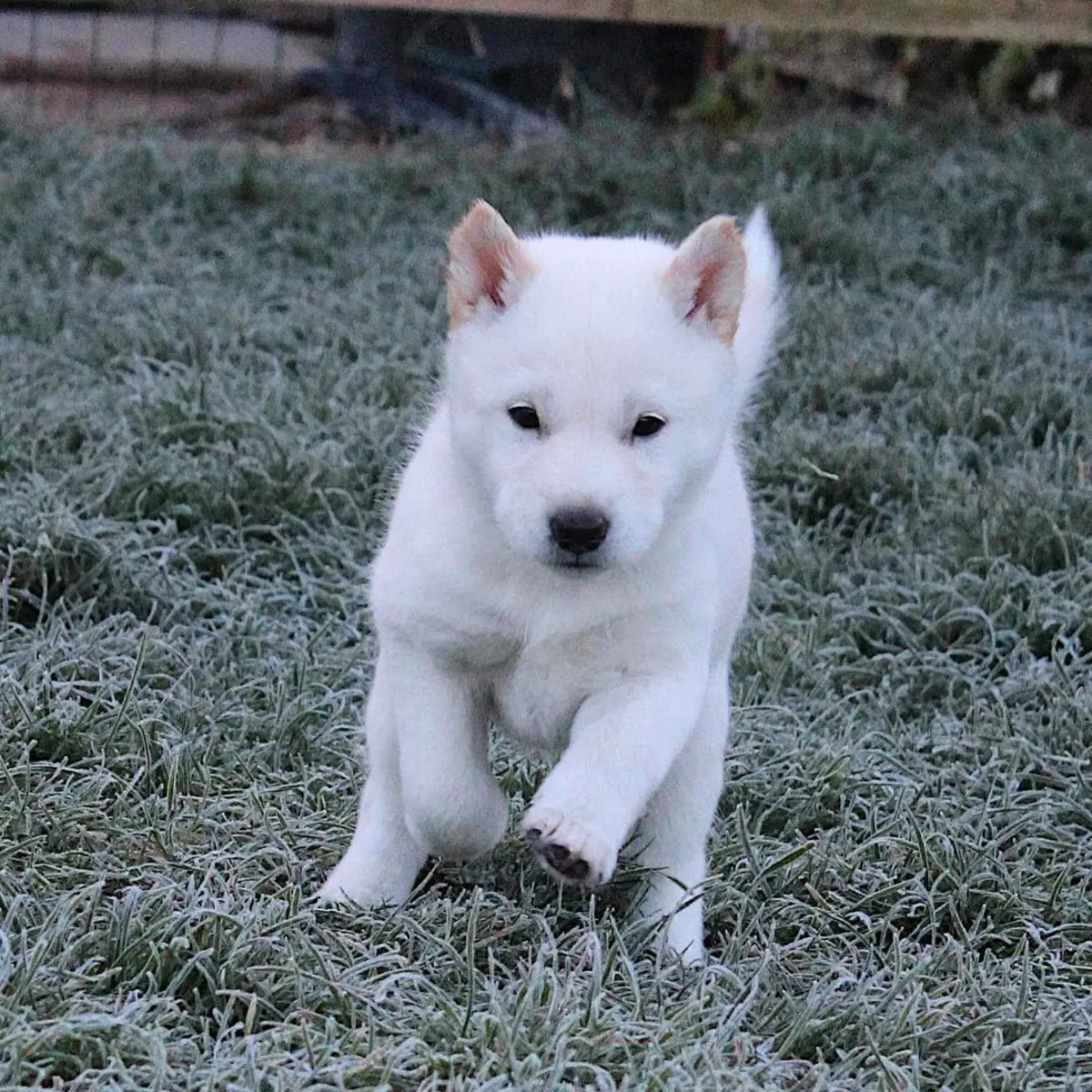 Затерянный айну – срочно разыскивается
