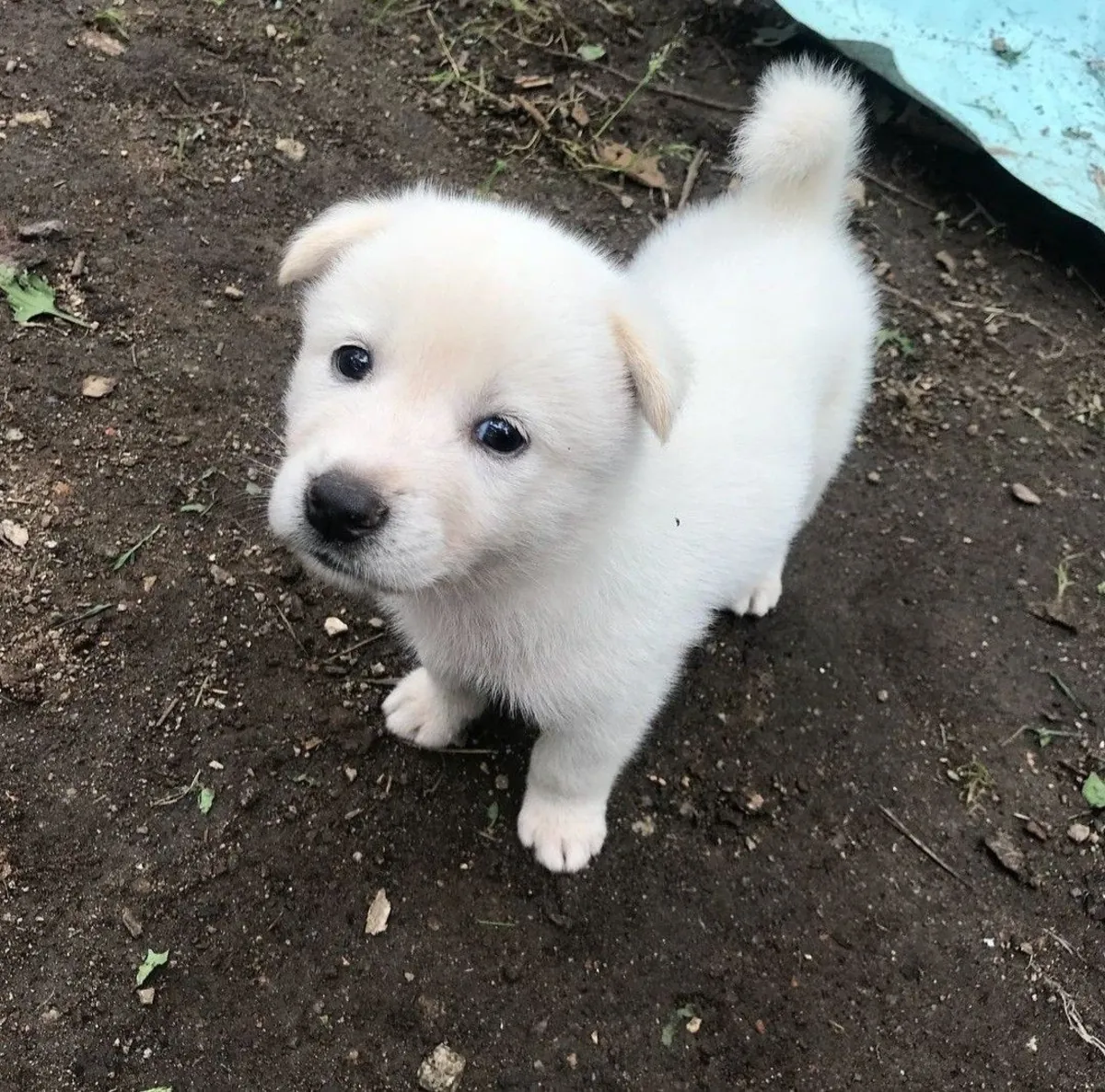 Aïnous perdus – recherchés de toute urgence