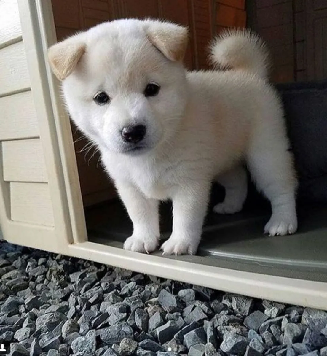 Aïnous perdus – recherchés de toute urgence