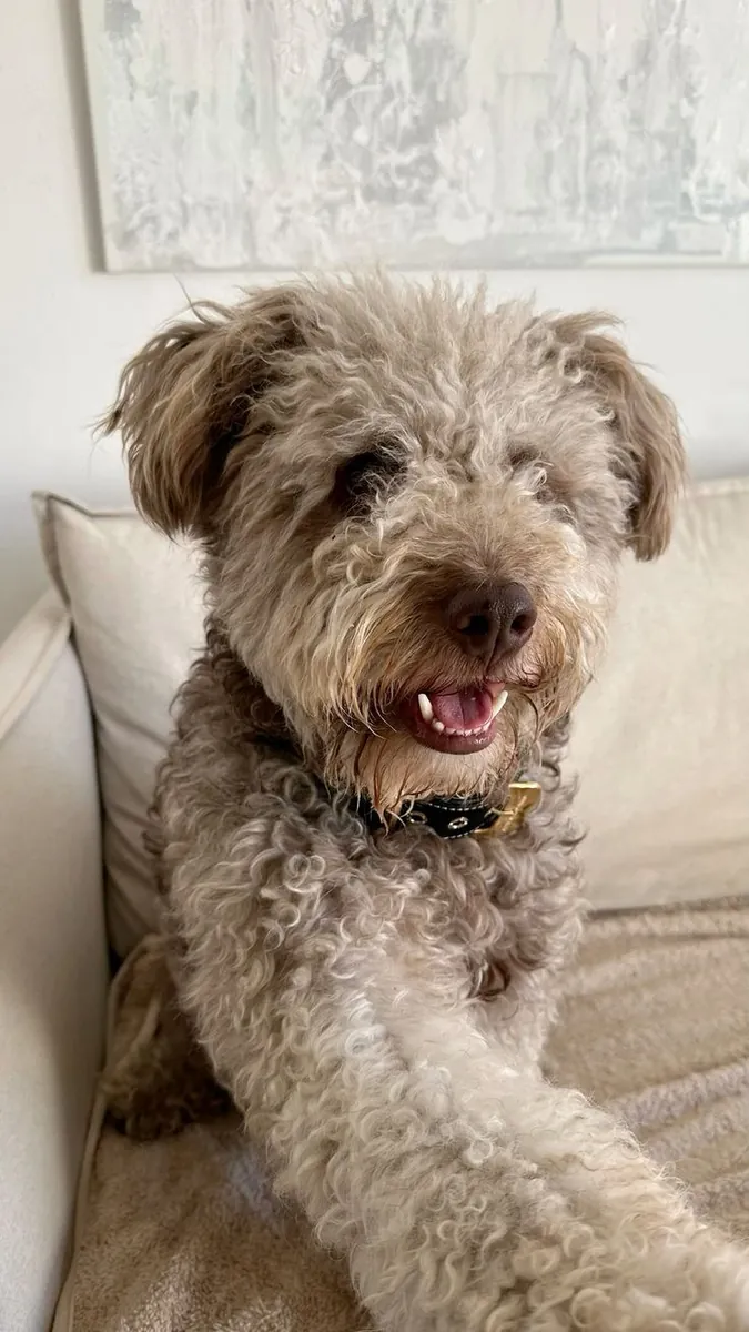 Sapsaree Disponible para Crianza