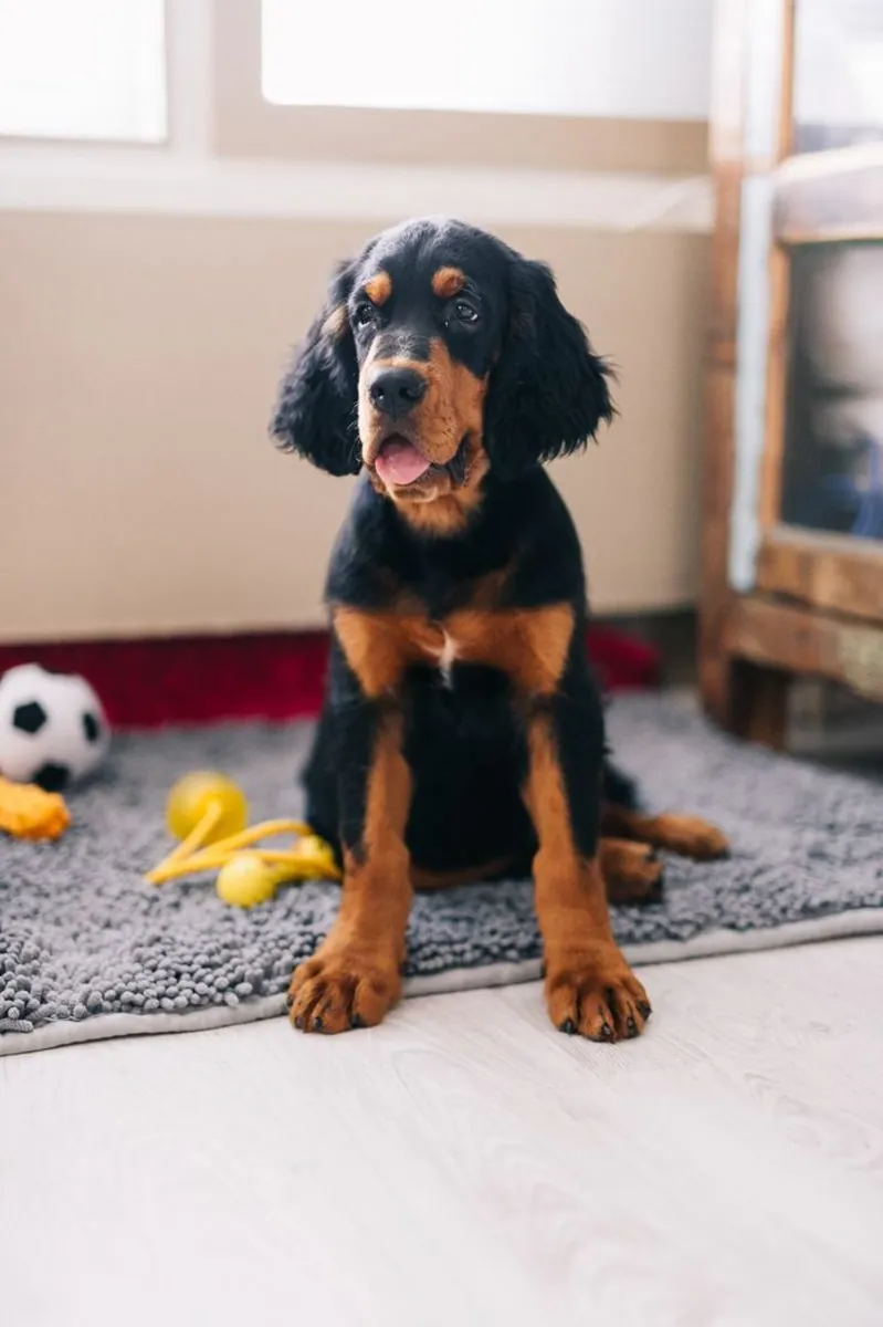 Adoption Gordon Setter affectueux et en bonne santé