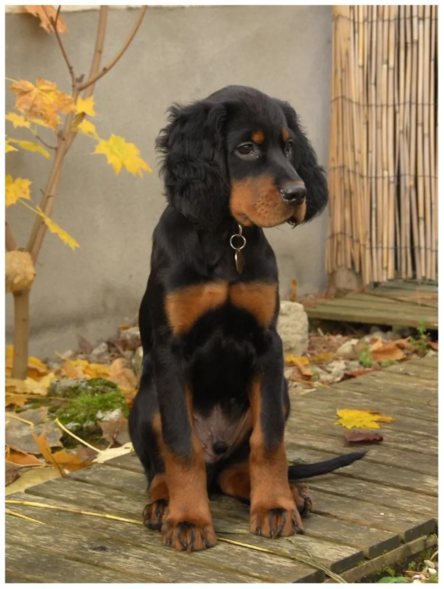 Adoption Gordon Setter affectueux et en bonne santé
