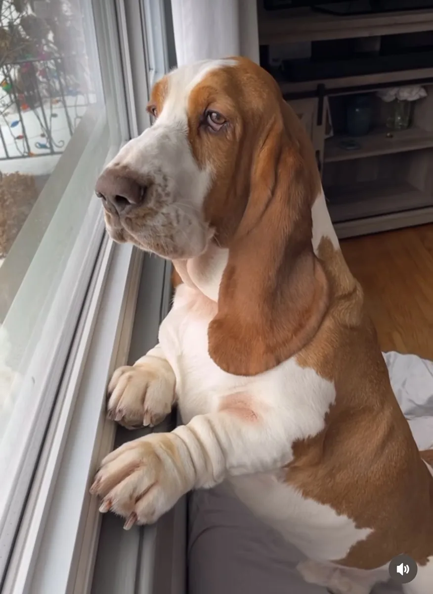 Basset Hound à vendre | Tempérament calme et doux