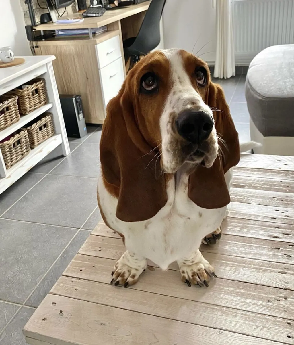 Basset Hound à vendre | Tempérament calme et doux