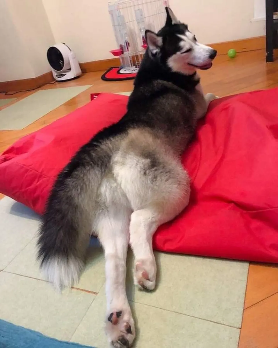Husky Sibérien à vendre | Énergique et robuste