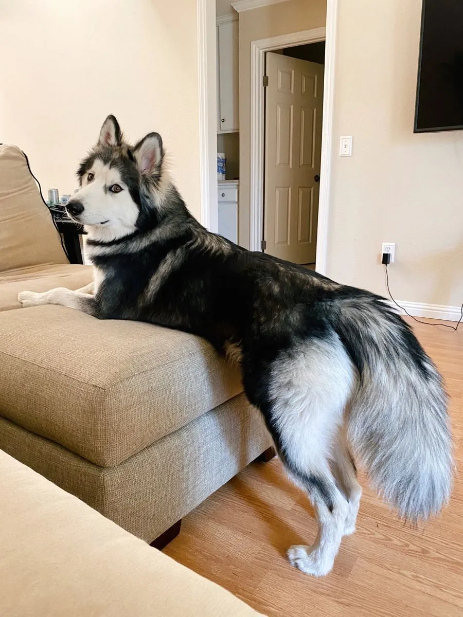 Husky Sibérien à vendre | Énergique et robuste