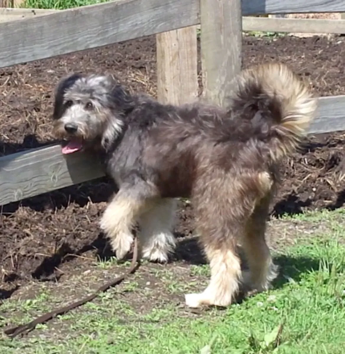 走失的狗狗 Sapsaree | 请帮我们找到它