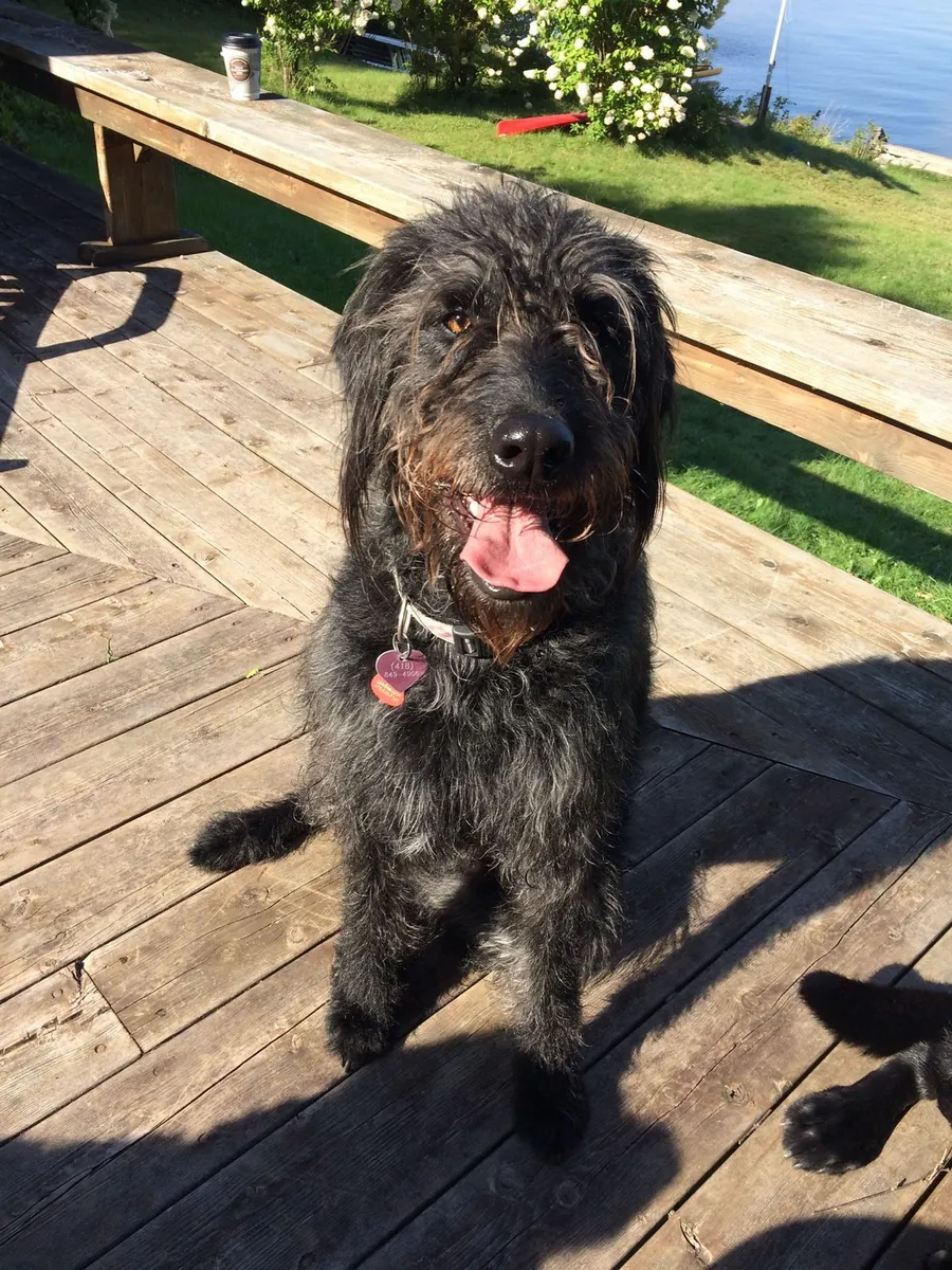 走失的狗狗 Sapsaree | 请帮我们找到它