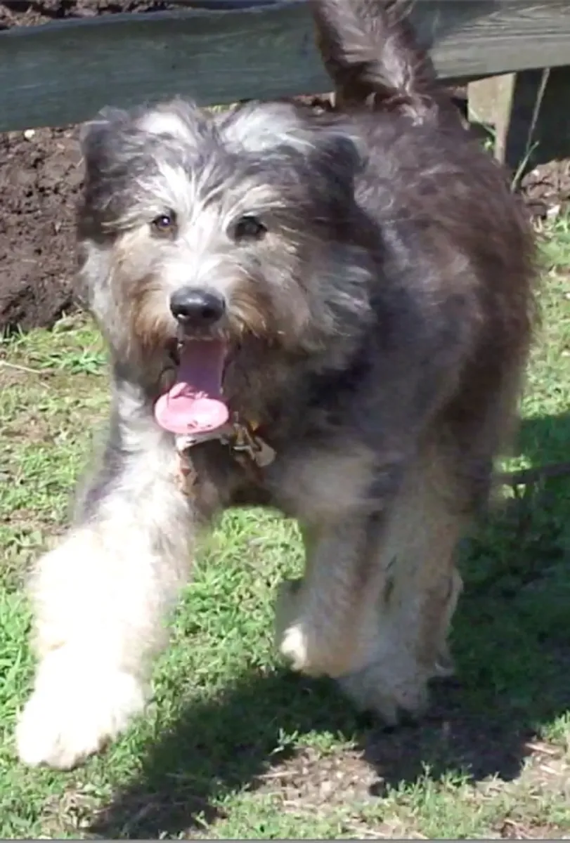 走失的狗狗 Sapsaree | 请帮我们找到它