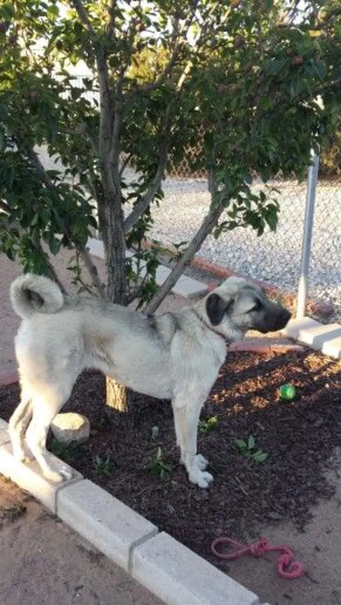 用于繁殖的阿克巴什 | 健康强壮的雄性