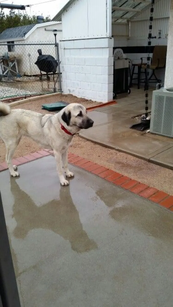 用于繁殖的阿克巴什 | 健康强壮的雄性