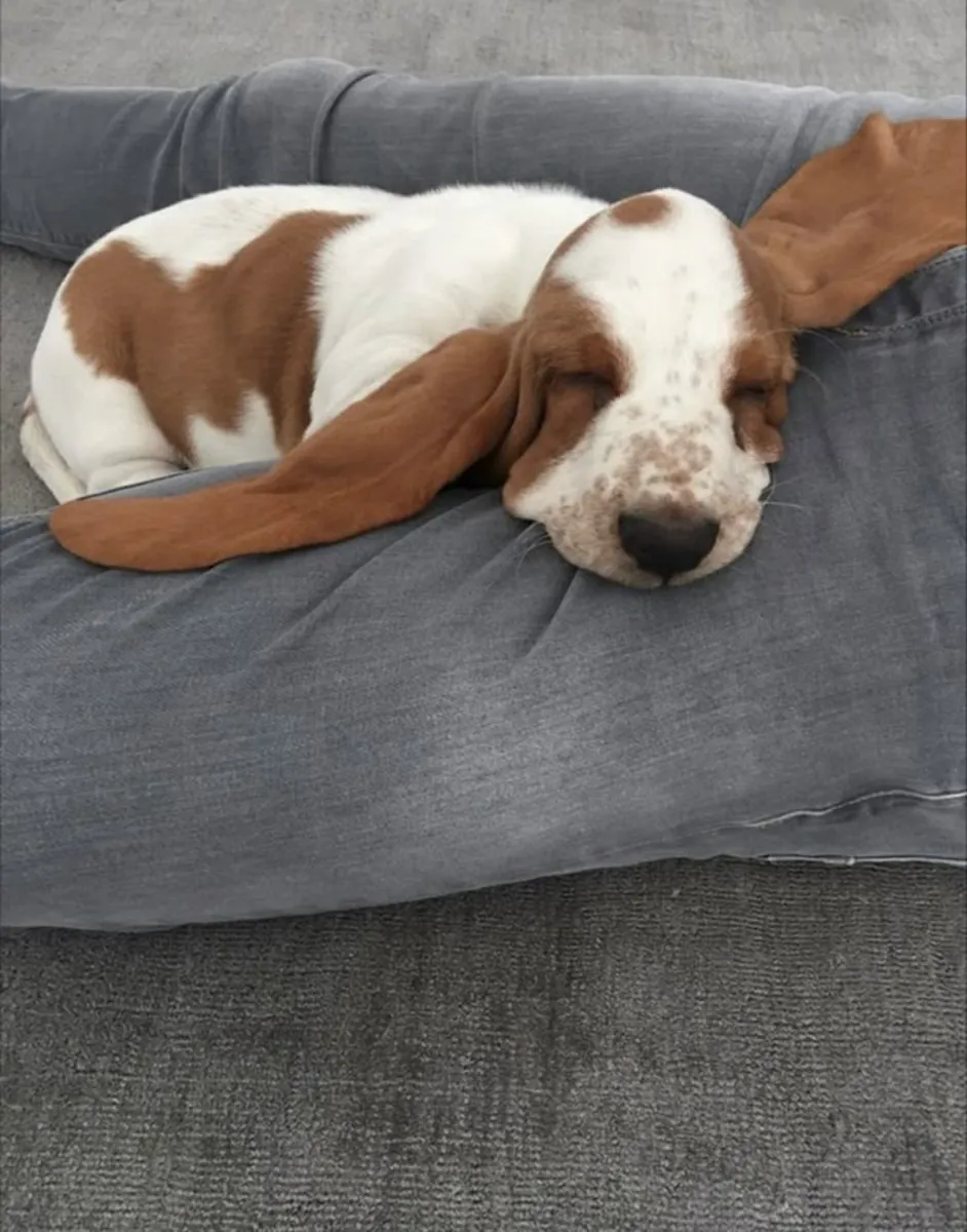 领养一只性格温顺、充满爱心的巴塞特猎犬