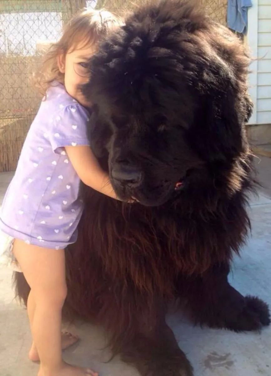 Satılık Tibet Mastifi | Güçlü bekçi köpeği