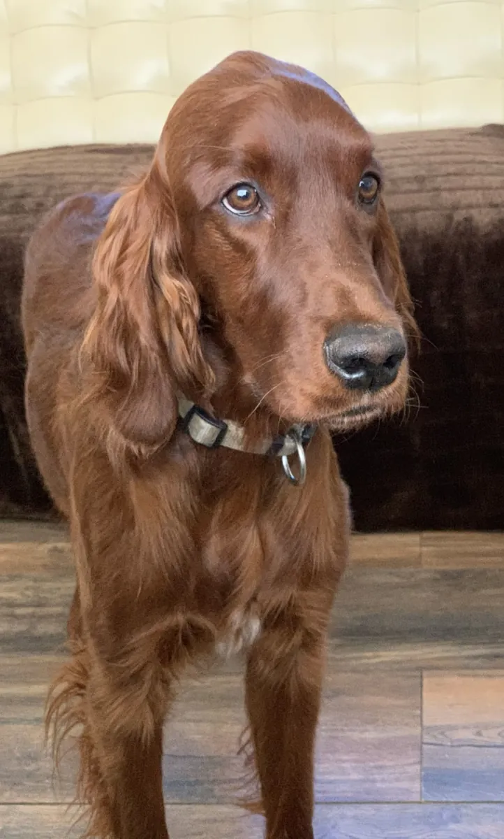 收养一只精力充沛的爱尔兰塞特犬