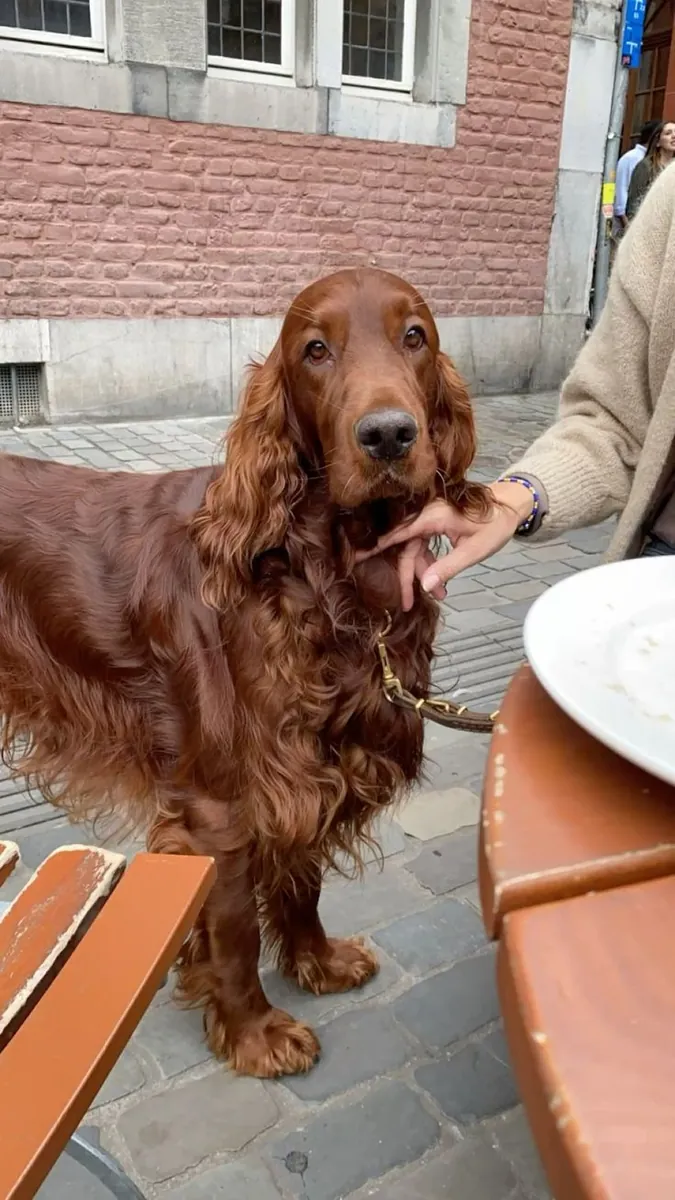 收养一只精力充沛的爱尔兰塞特犬