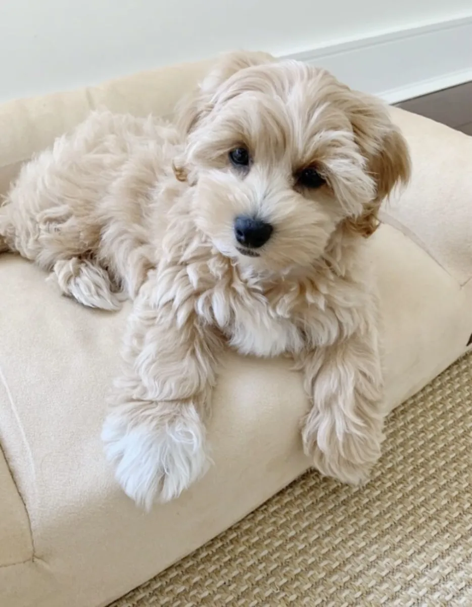 领养一只可爱开朗的哈瓦那比熊犬