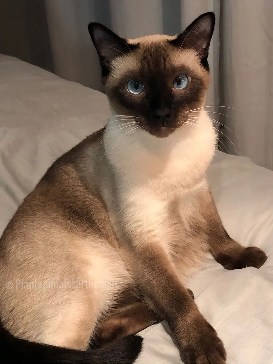 领养一只暹罗猫 | 聪明又深情