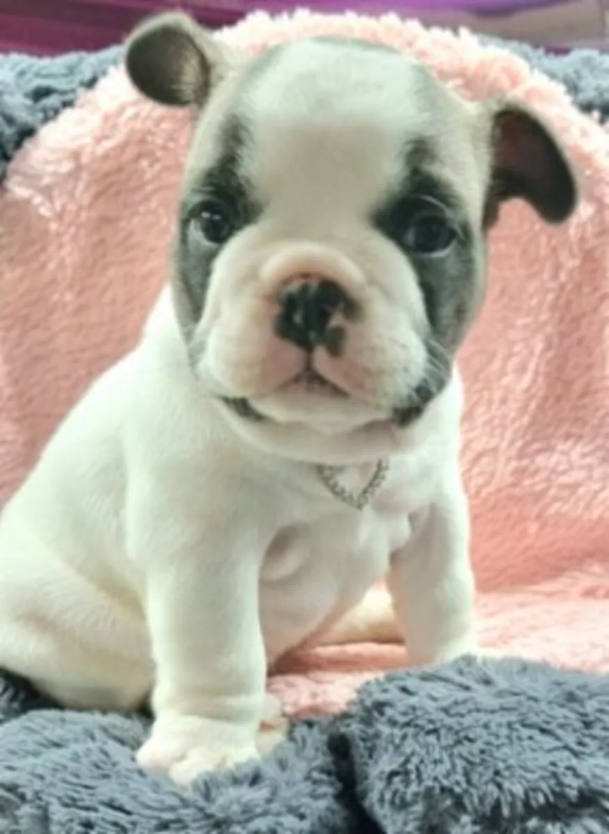 French Bulldog Puppies