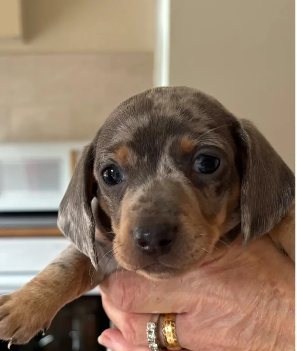 Dachshund Puppies