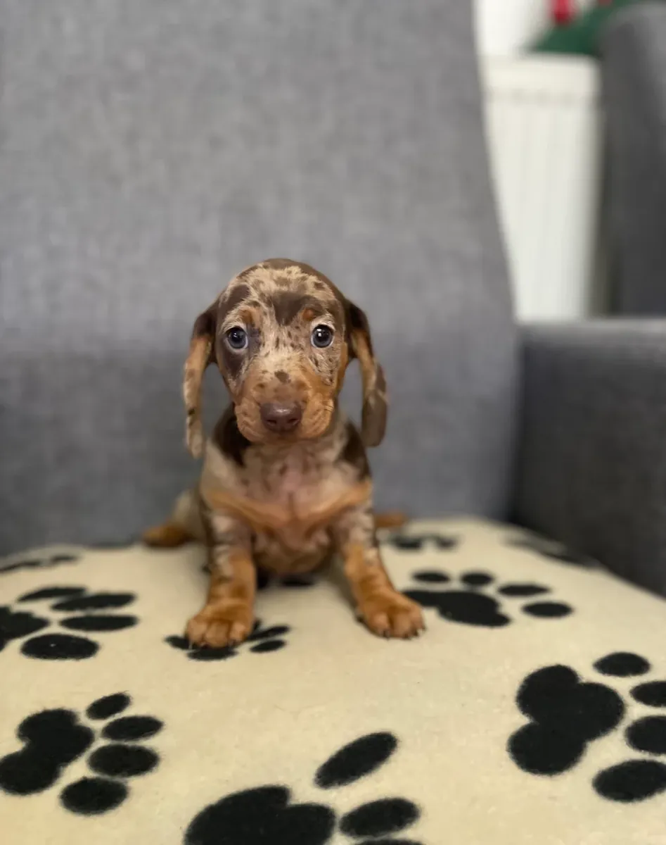 Dachshund Puppies
