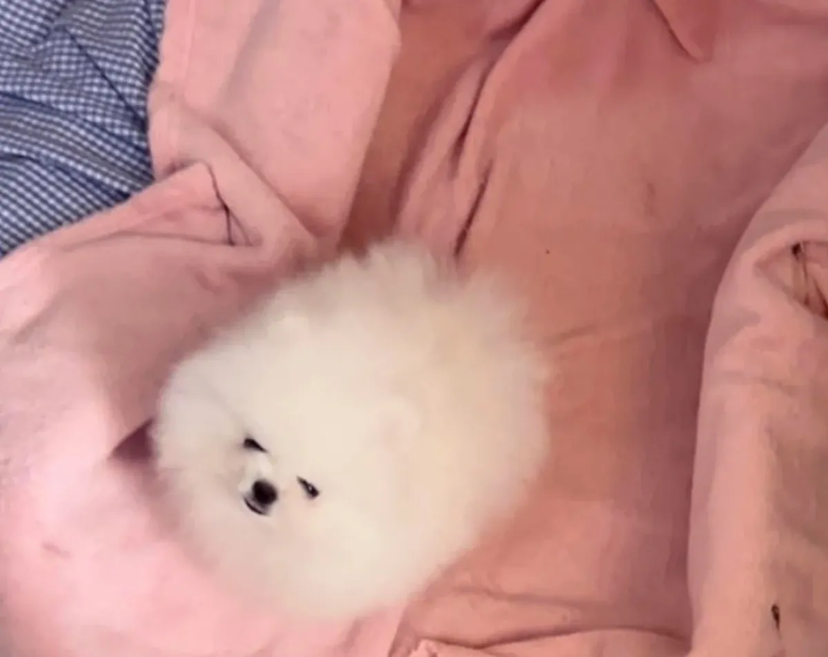 Pomeranian Puppy