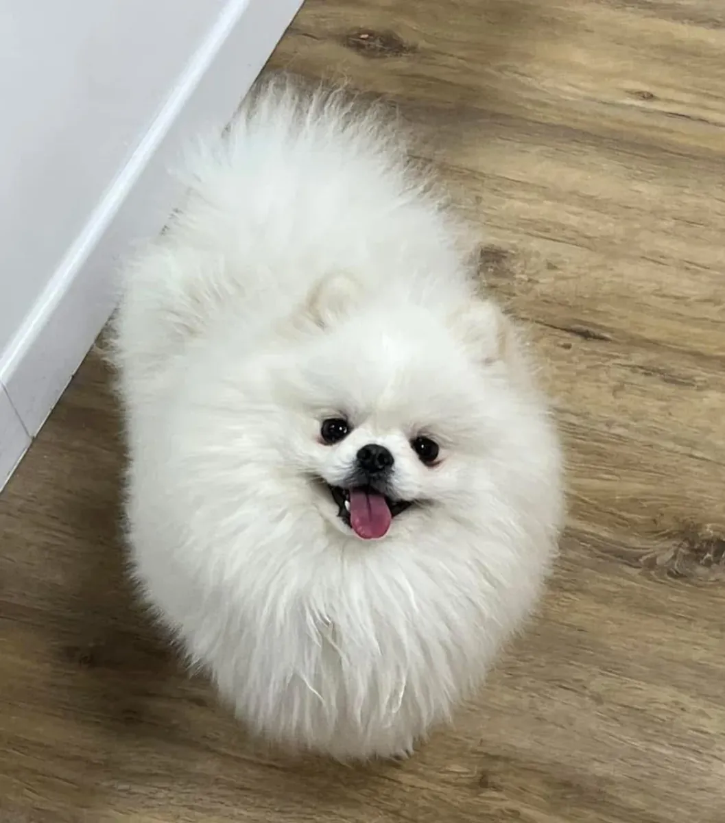 Pomeranian Yavru