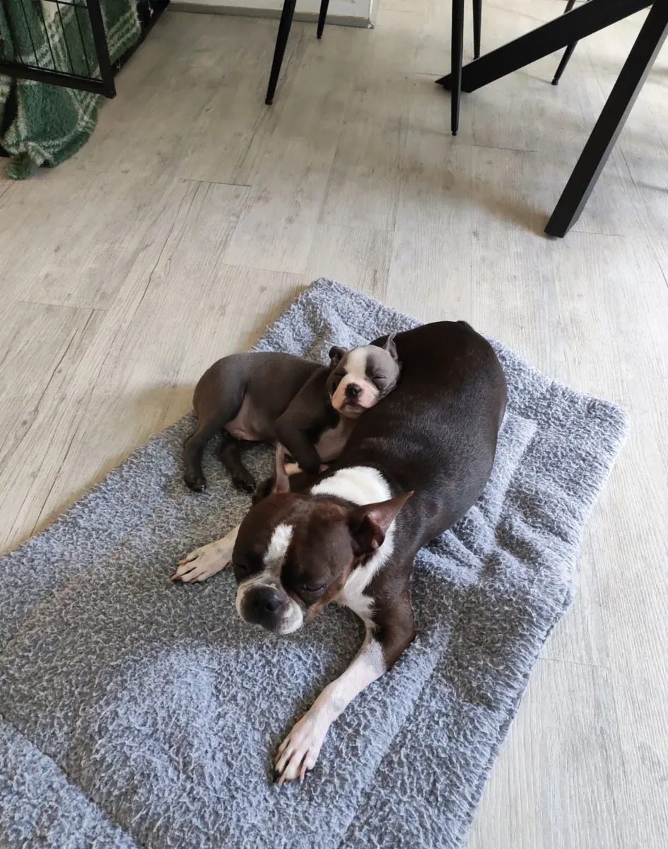 Chiots Boston Terrier