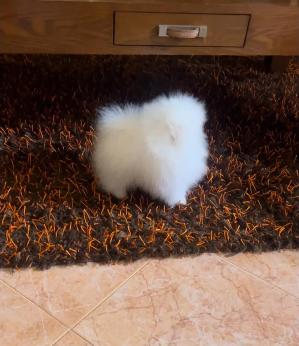 Pomeranian Puppy