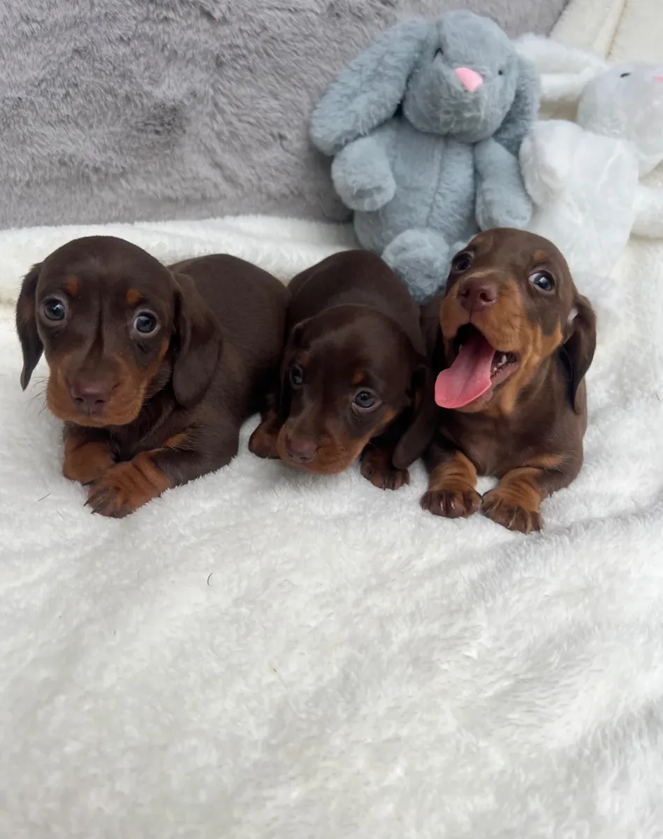 Chiots Teckel