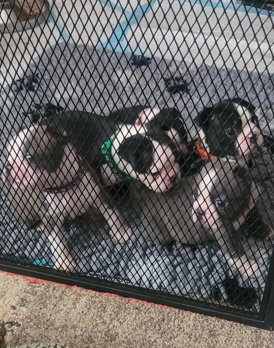 Boston Terrier Yavruları