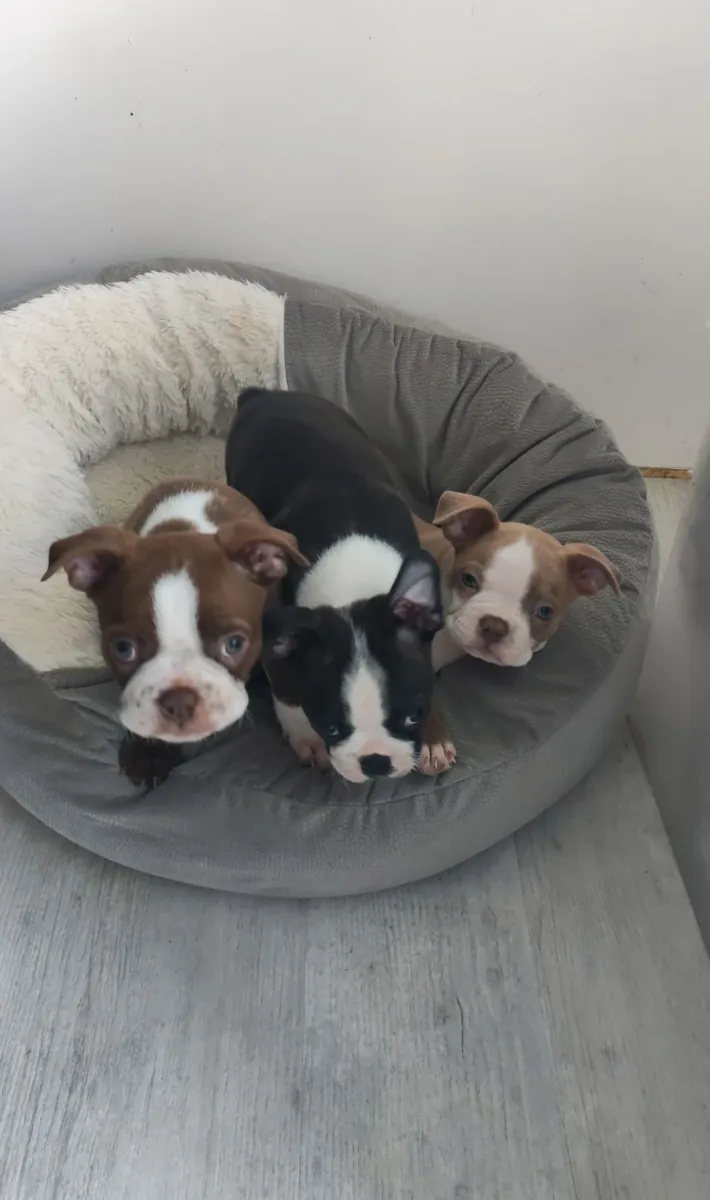 Chiots Boston Terrier