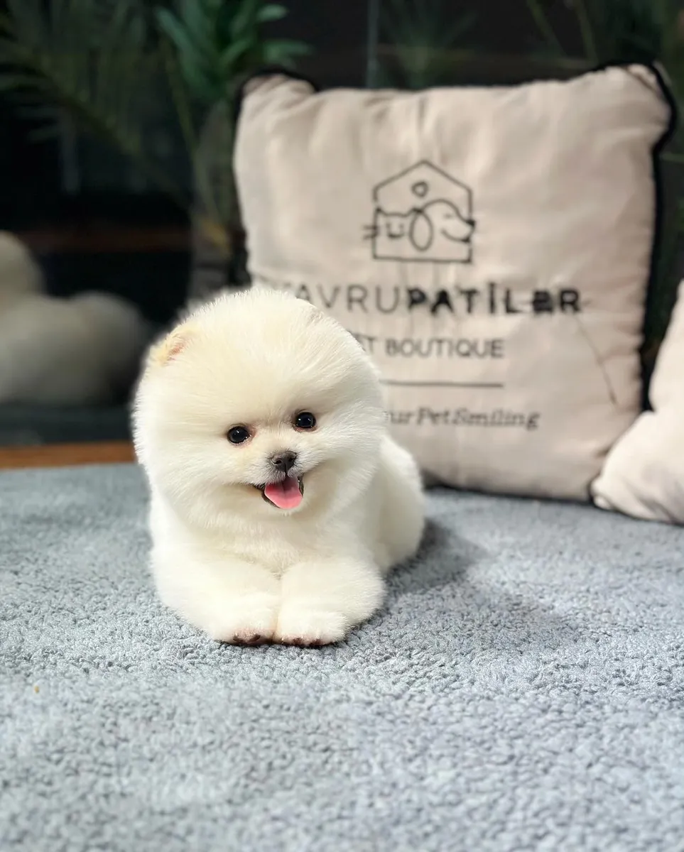Premium Pomeranıan Yavrular | Sözleşmeli ve Sağlık Garantili Teslim